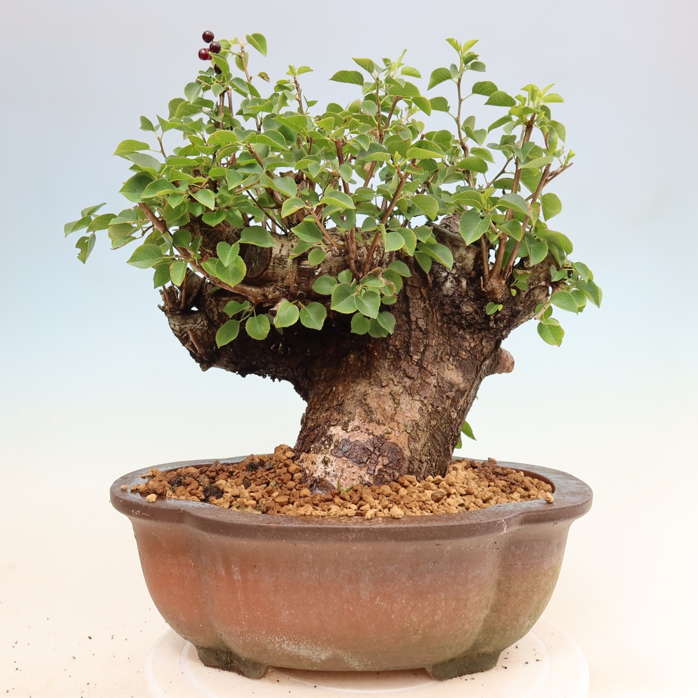 Bonsai für draußen - Mahalebka - Prunus mahaleb