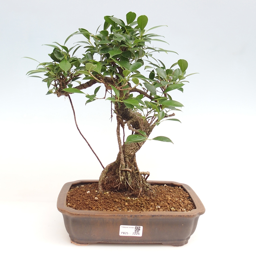 Zimmerbonsai - Ficus kimmen - kleinblättriger Ficus