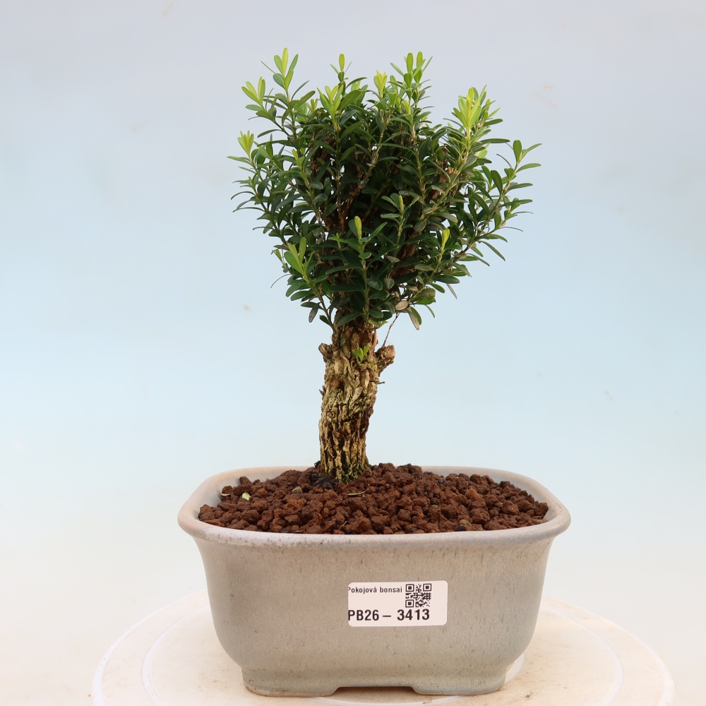 Zimmer Bonsai - Buxus harlandii - Korkbuxus