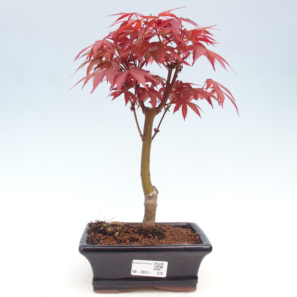 Bonsai im Freien - Acer-Palme. Atropurpureum-Palmenblatt-Ahorn