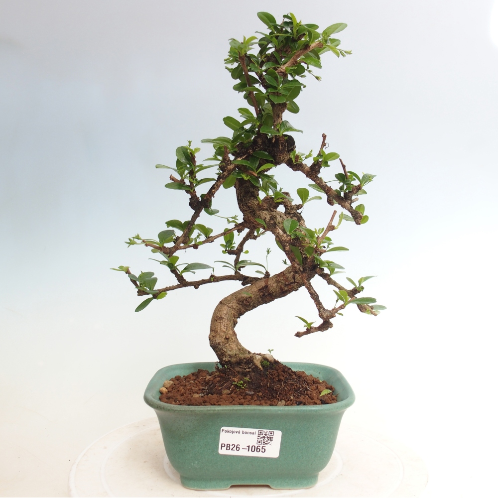 Zimmer-Bonsai - Carmona macrophylla - Tee-Fuki