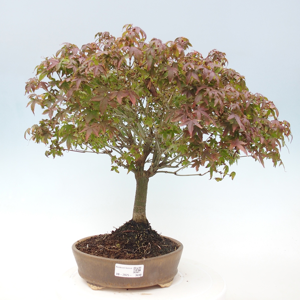 Acer palmatum KIOHIME - Palmetto-Ahorn
