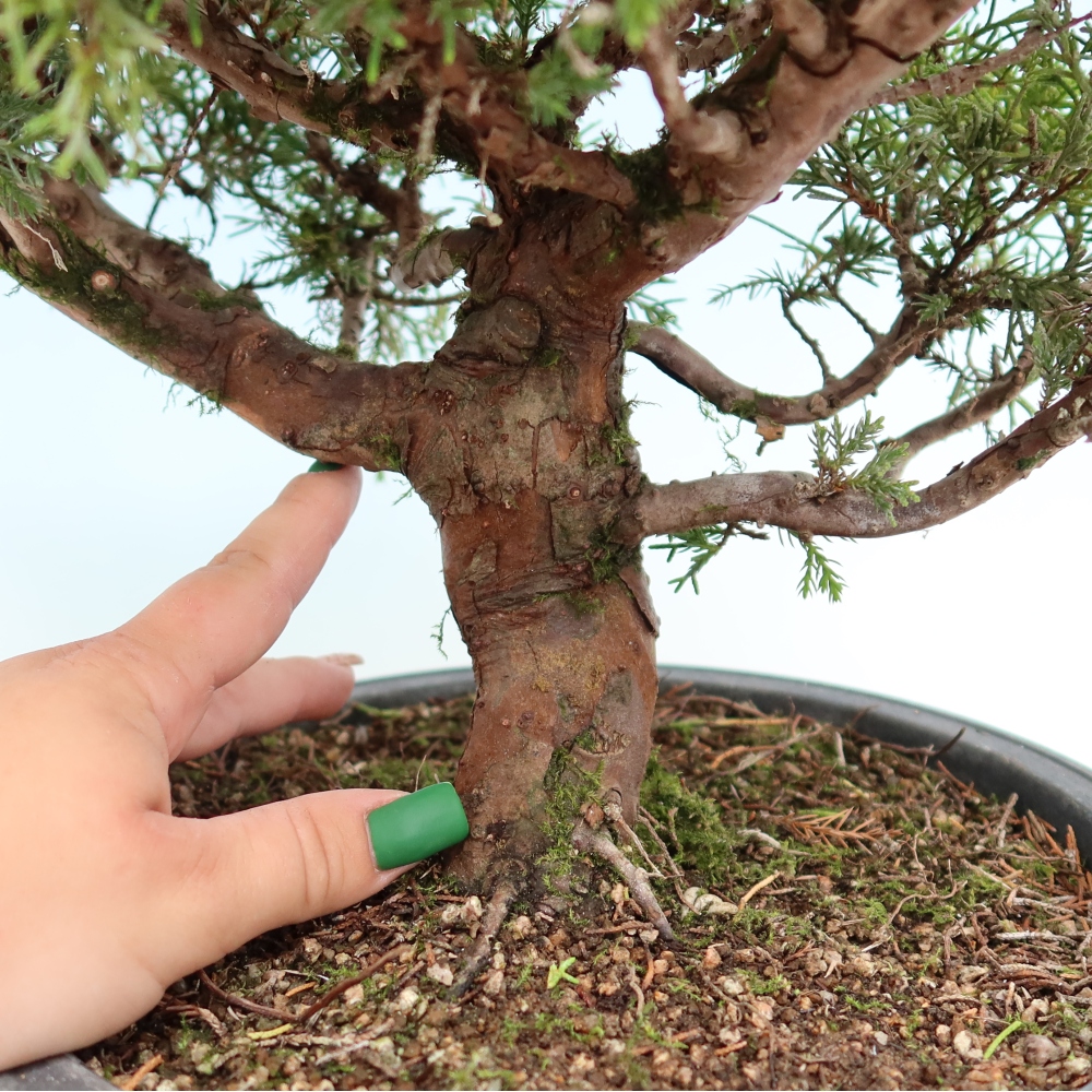Bonsai für draußen - Juniperus chinensis Itoigawa-Juniperus chinensis