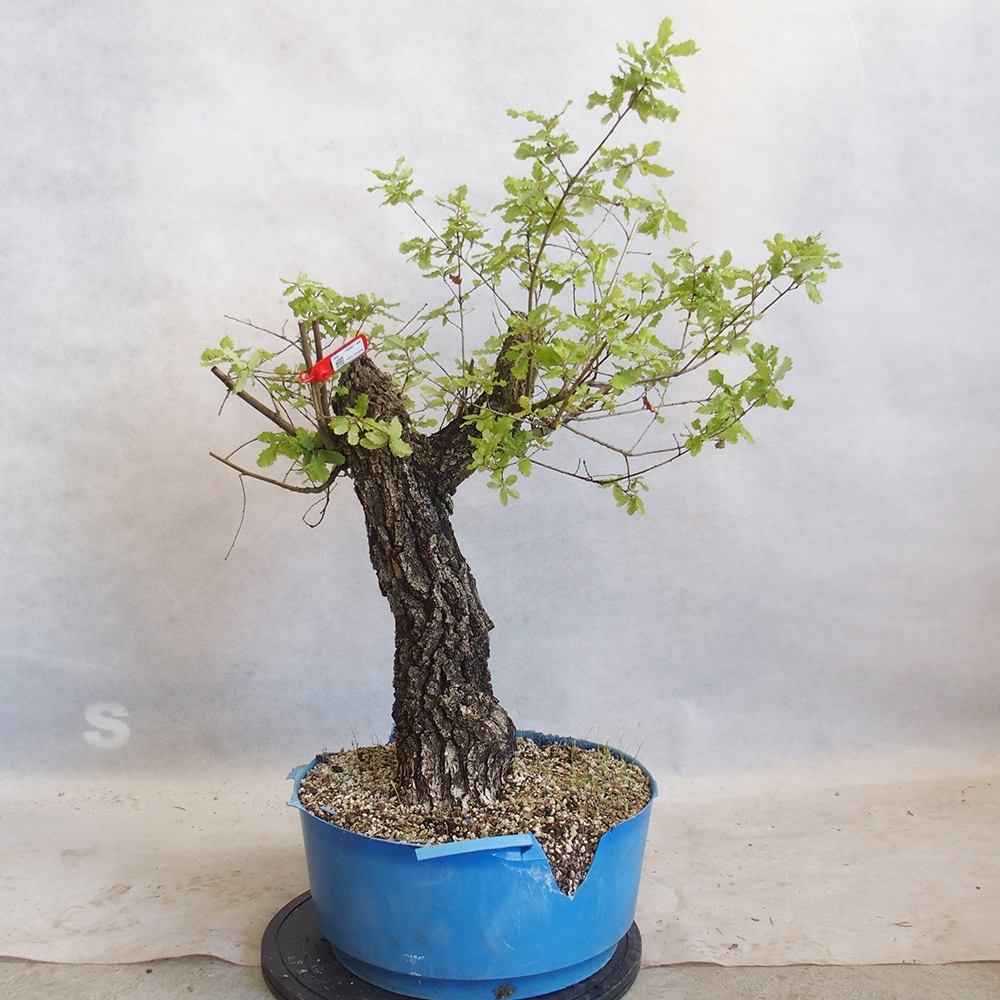 Freilandbonsai Quercus Cerris - Eiche Cer