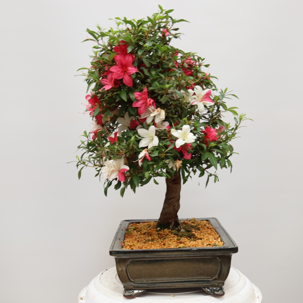 Bonsai für draußen - Japanische Azalee - Azalea satsuki