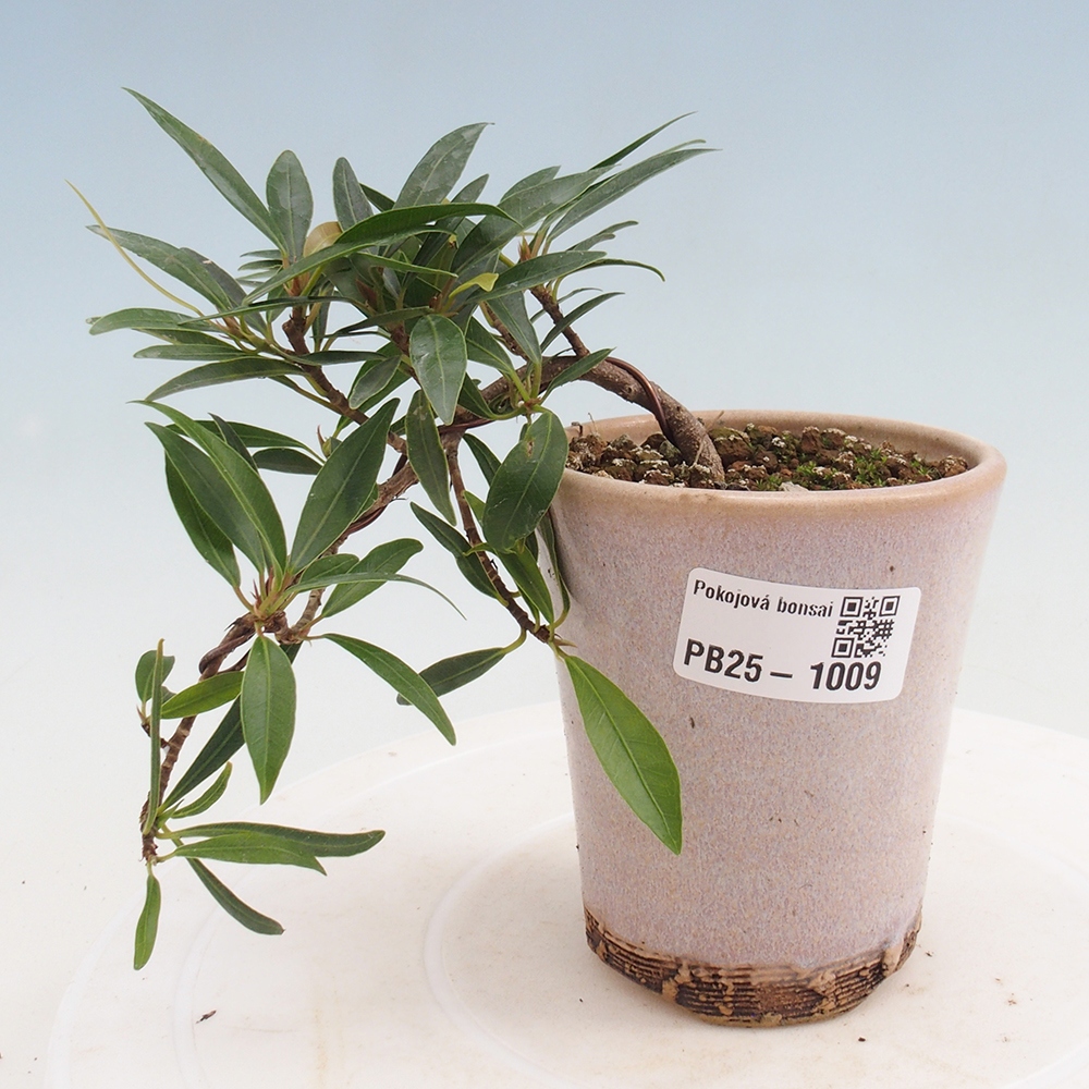 Zimmerbonsai - Ficus nerifolia - kleinblättriger Ficus