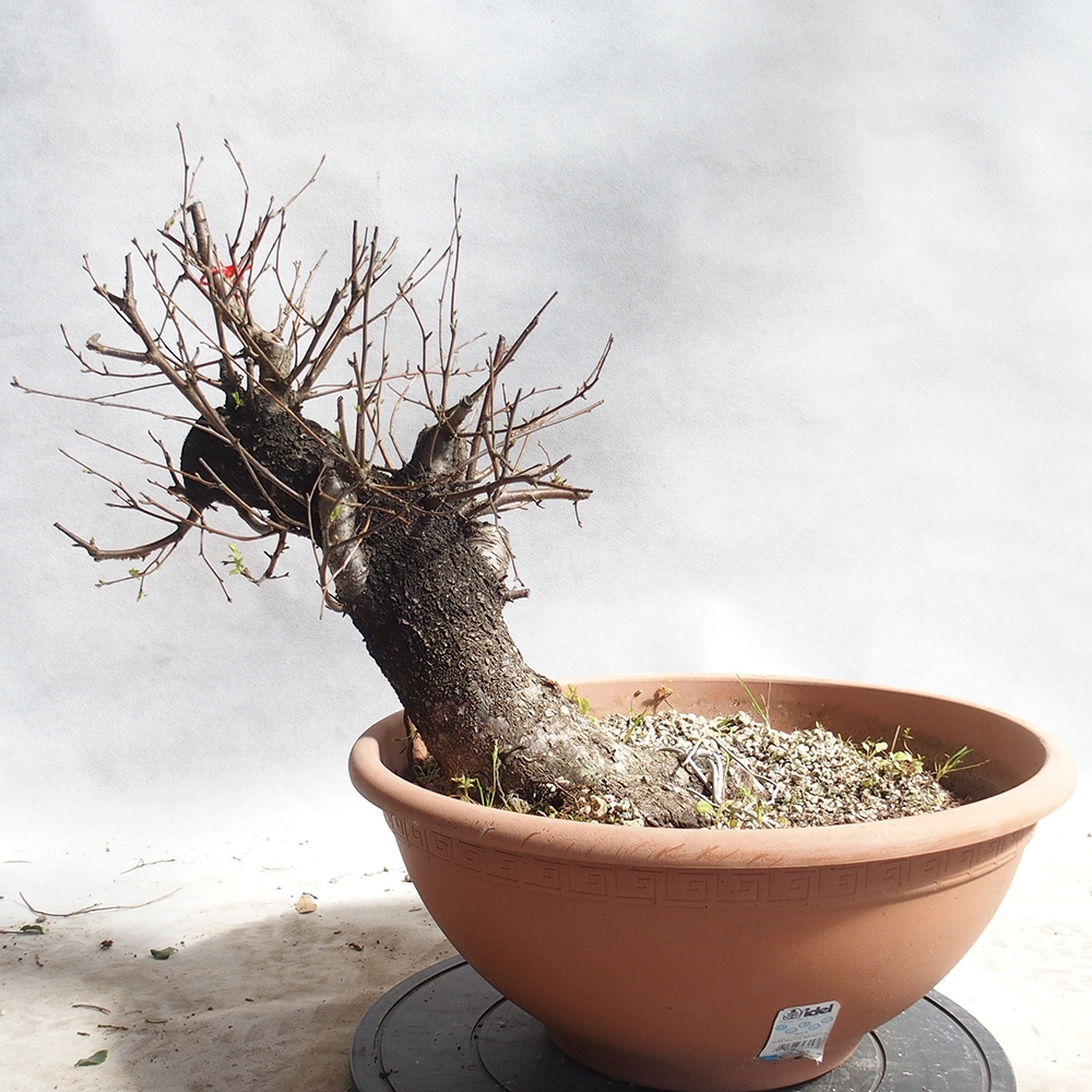 Outdoor Bonsai -Mahalebka - Prunus Mahaleb