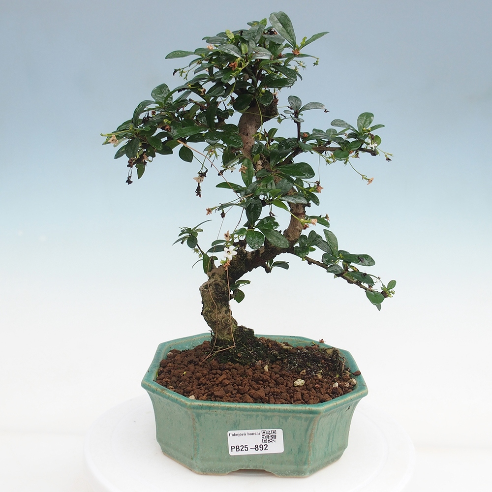 Zimmer Bonsai - Carmona macrophylla - Tea Fuki