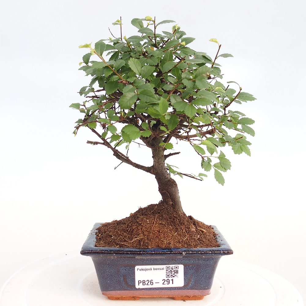 Zimmerbonsai - Ulmus parvifolia - Kleinblättrige Ulme