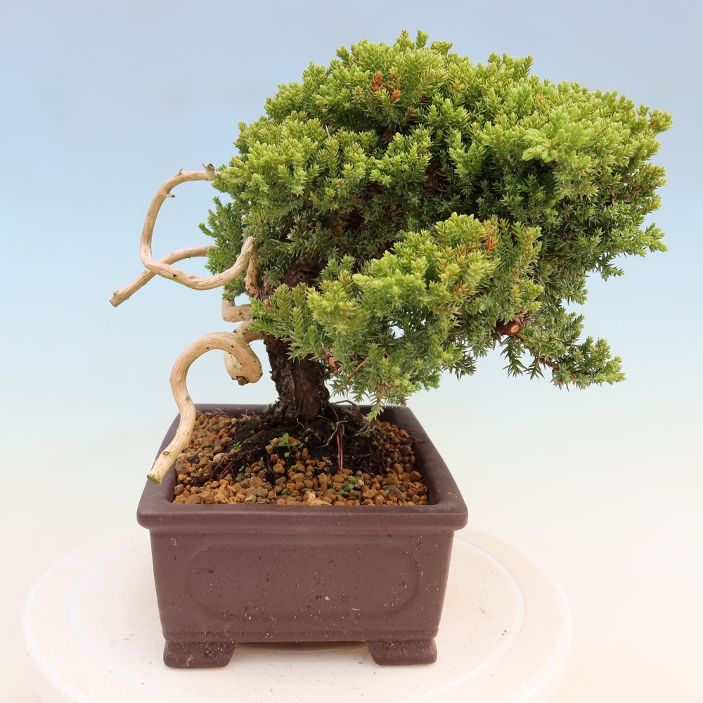 Bonsai für draußen - Juniperus procumbens - Juniperus procumbens