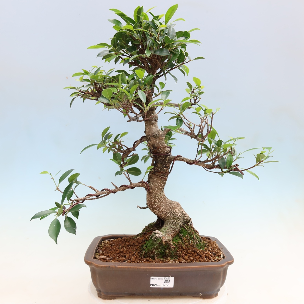 Zimmerbonsai - Ficus kimmen - Kleinblättriger Ficus
