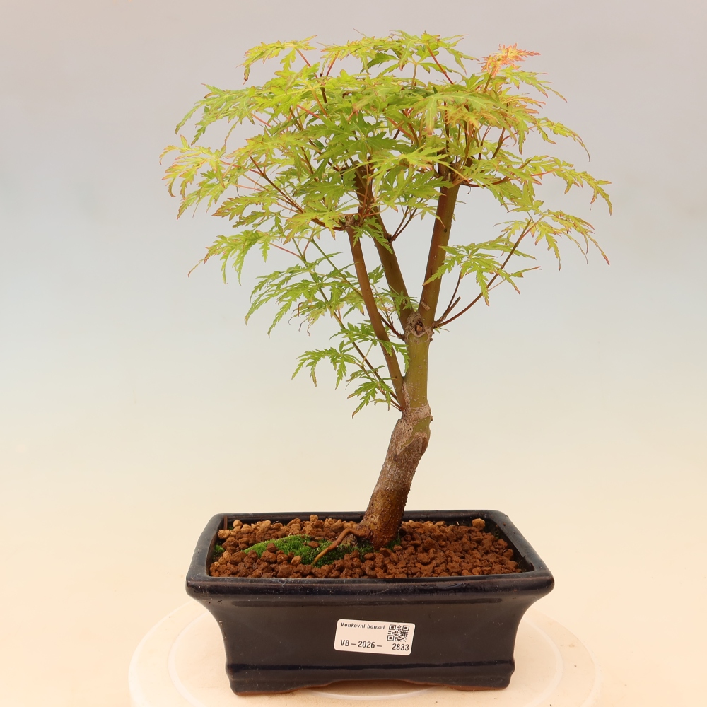 Bonsai für draußen - Acer palmatum Dissectum