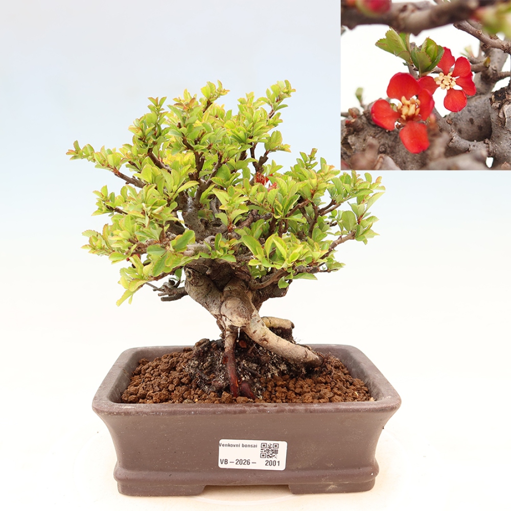 Bonsai für draußen - Chaneomeles speciosa Chojubai
