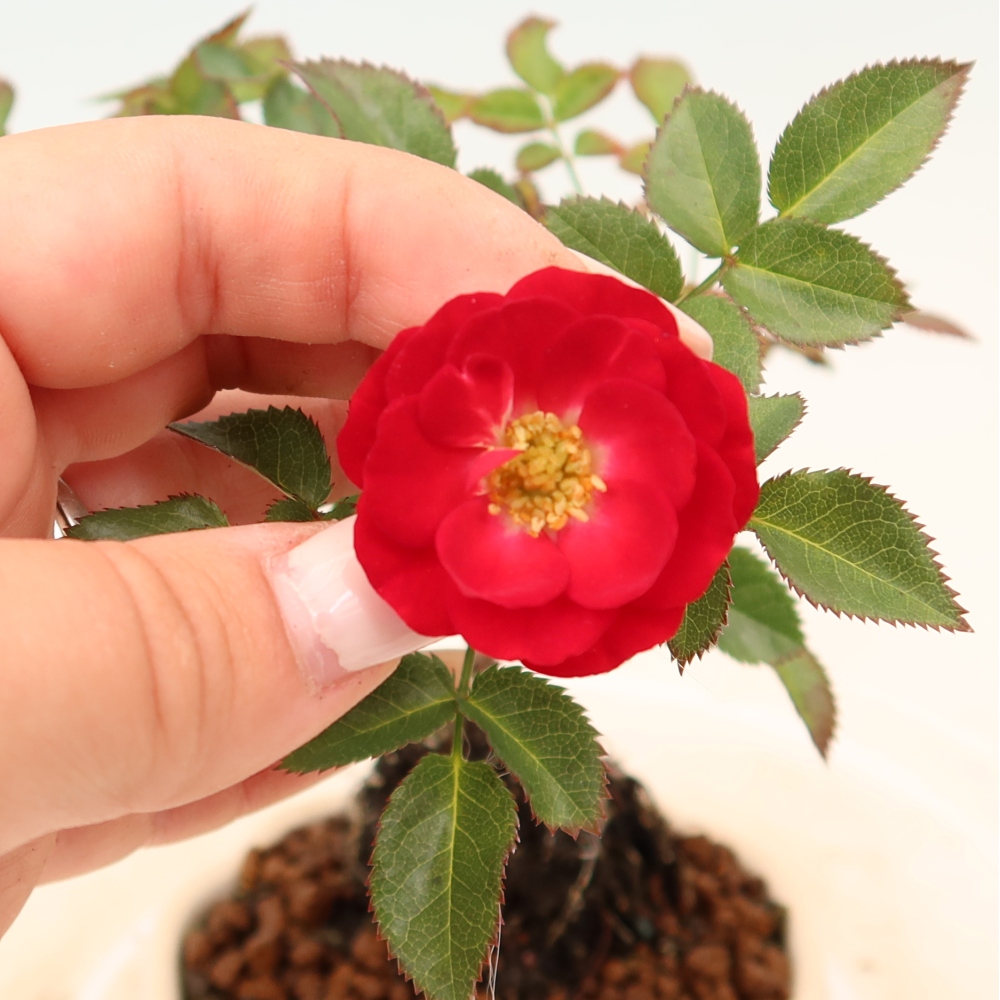 Bonsai für draußen - Rosa Kordes - Rose