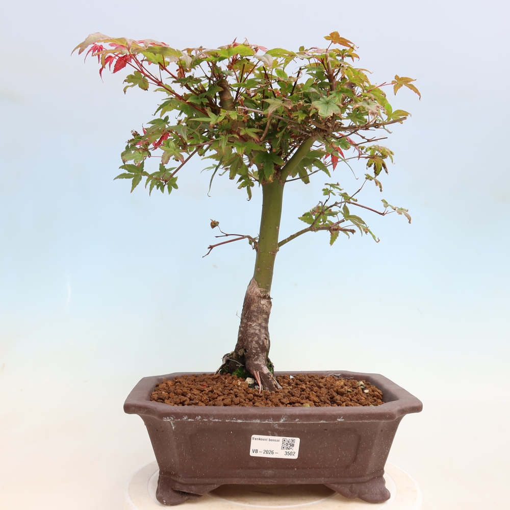 Bonsai für draußen - Acer palmatum DESHOJO