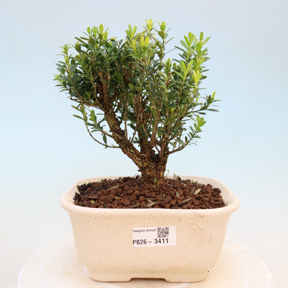 Zimmer Bonsai - Buxus harlandii - Korkbuxus