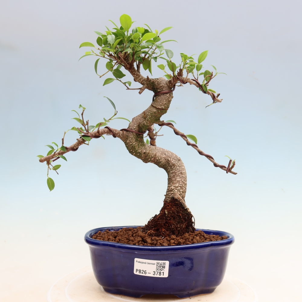 Zimmerbonsai - Ficus kimmen - Kleinblättriger Ficus