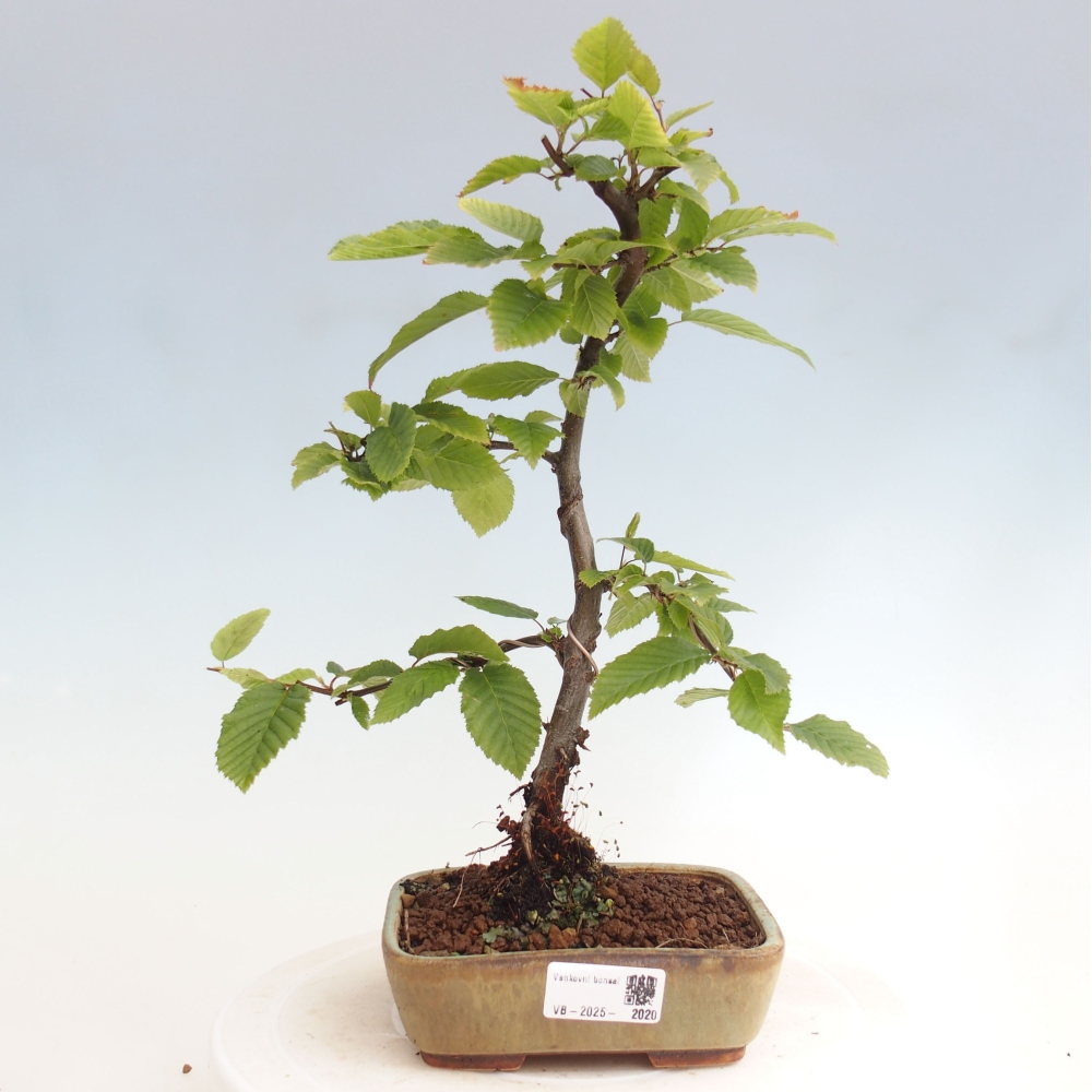 Bonsai im Freien - Hainbuche - Carpinus betulus