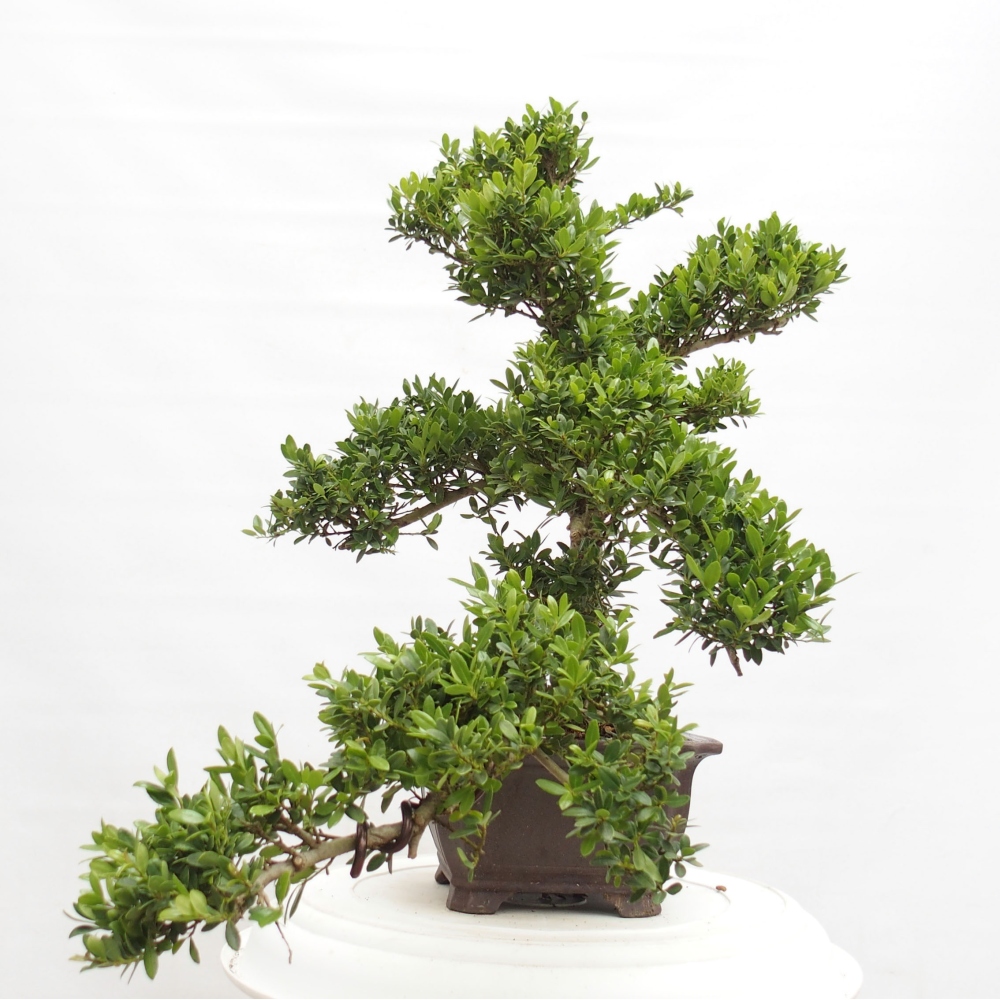 Zimmerbonsai - Ilex crenata - Holly