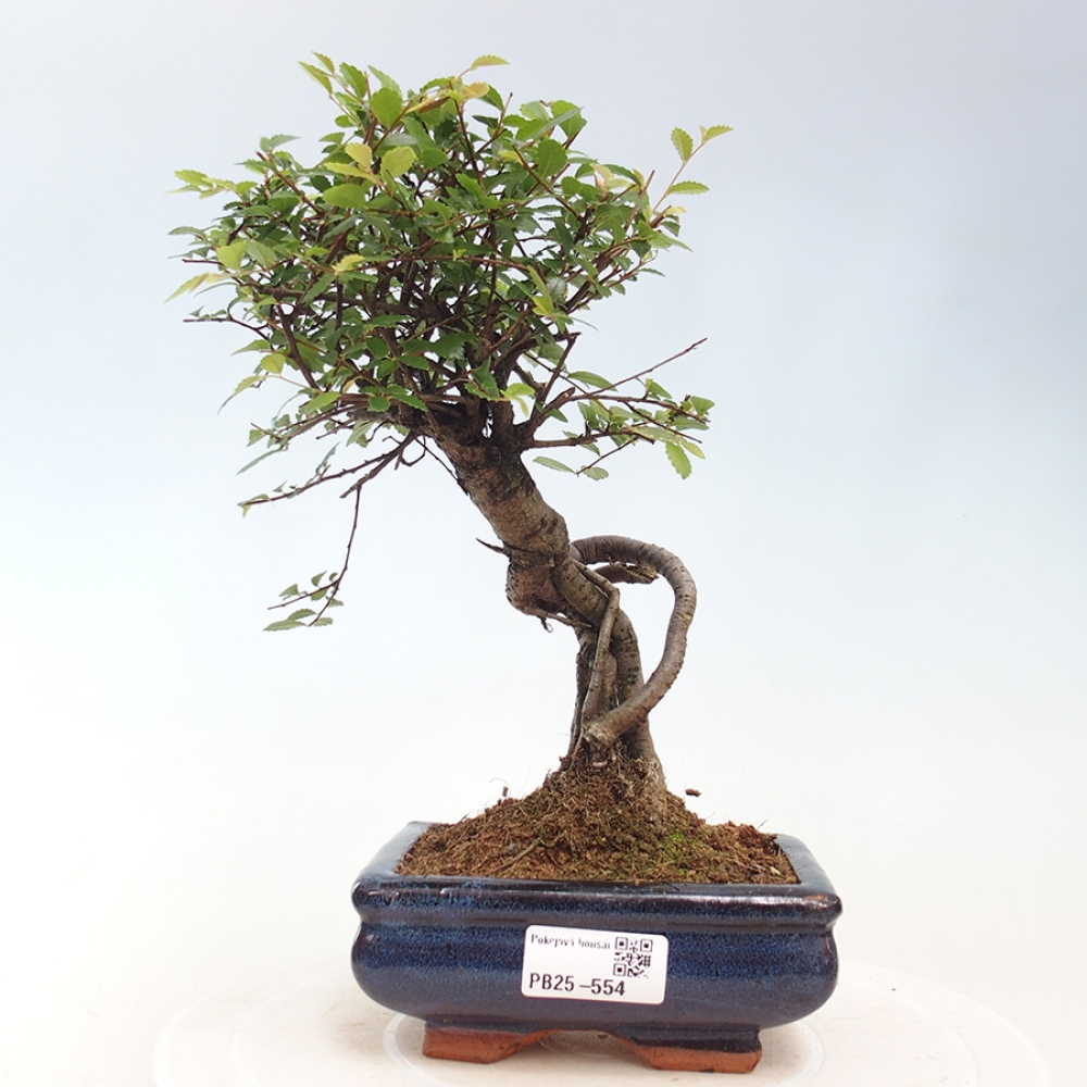 Zimmerbonsai - Ulmus parvifolia - Kleinblättrige Ulme