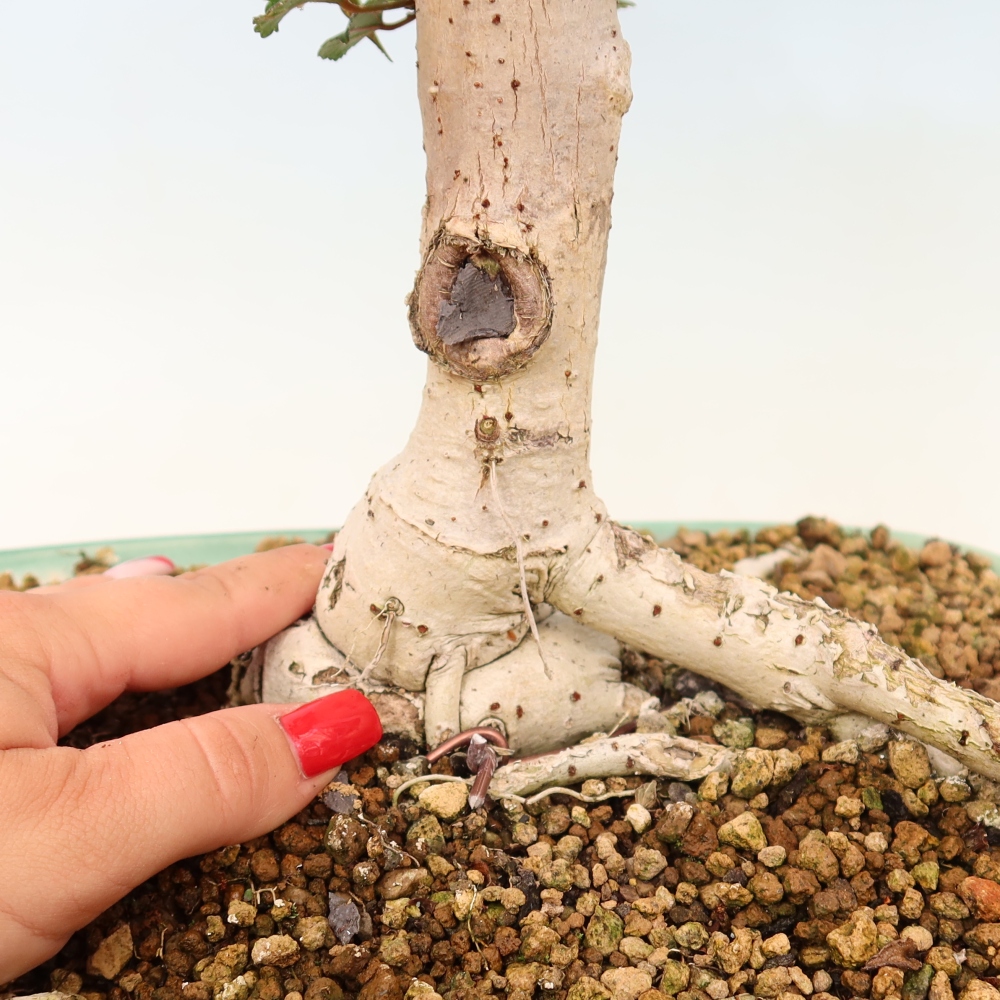 Zimmerbonsai - Hibiscus tiliaceus - Meeres-Hibiskus