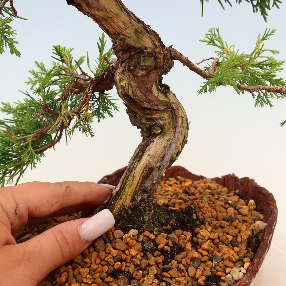 Bonsai für draußen - Juniperus chinensis Itoigawa