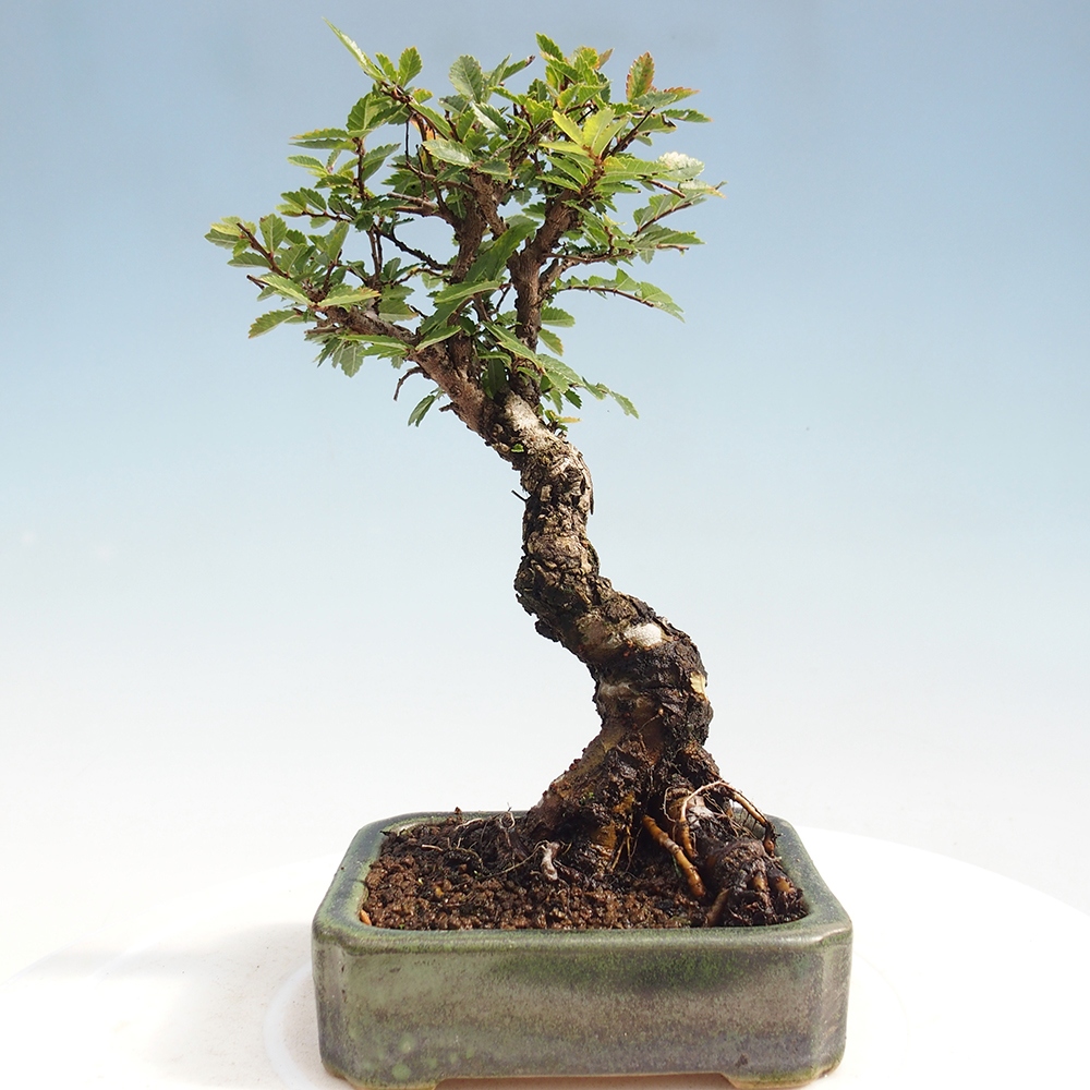 Bonsai im Freien - Zelkova - Zelkova NIRE
