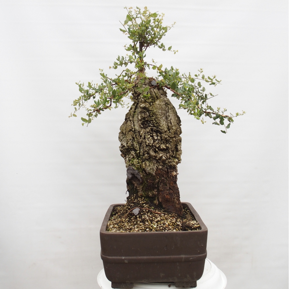 Outdoor-Bonsai Quercus suber - Kork-Eiche