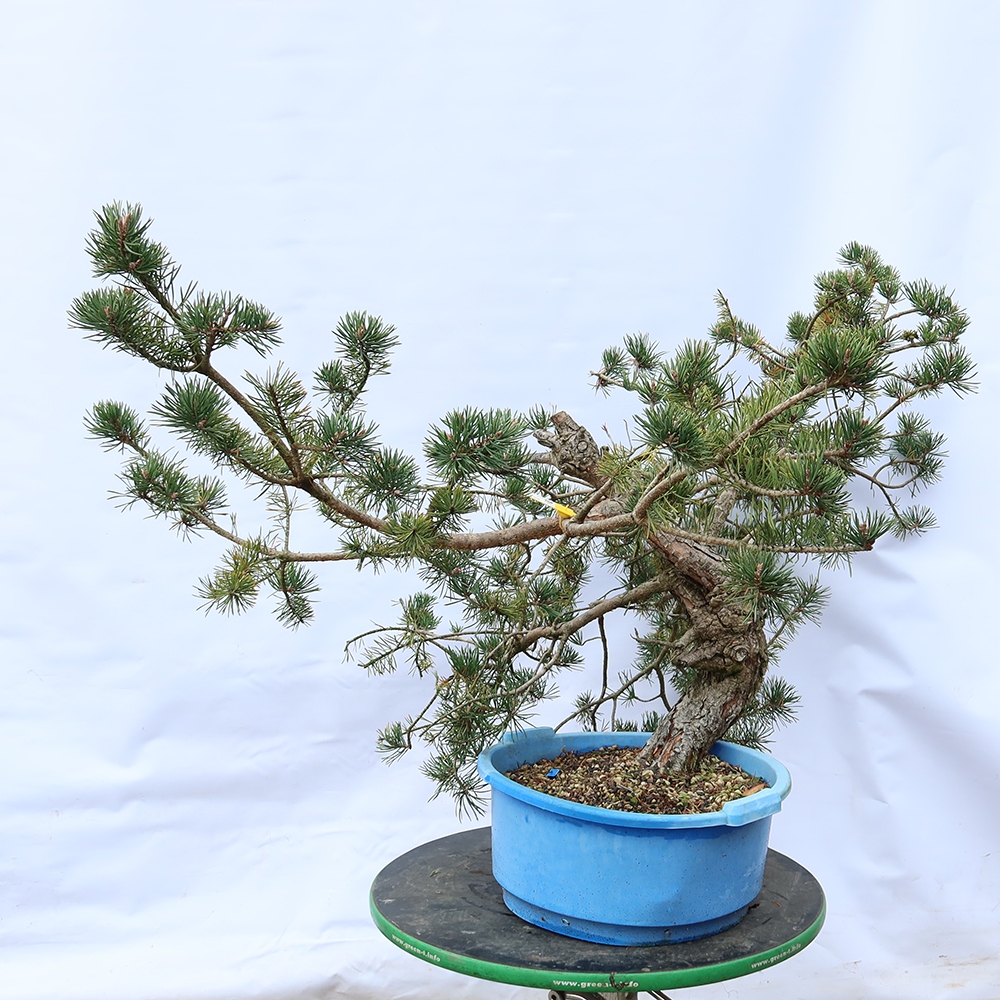 Pinus sylvestris Spanien – Waldkiefer