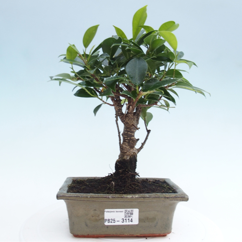 Zimmerbonsai - Ficus retusa - kleinblättriger Ficus