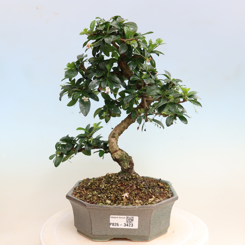 Zimmer-Bonsai - Carmona macrophylla - Tee-Fuki