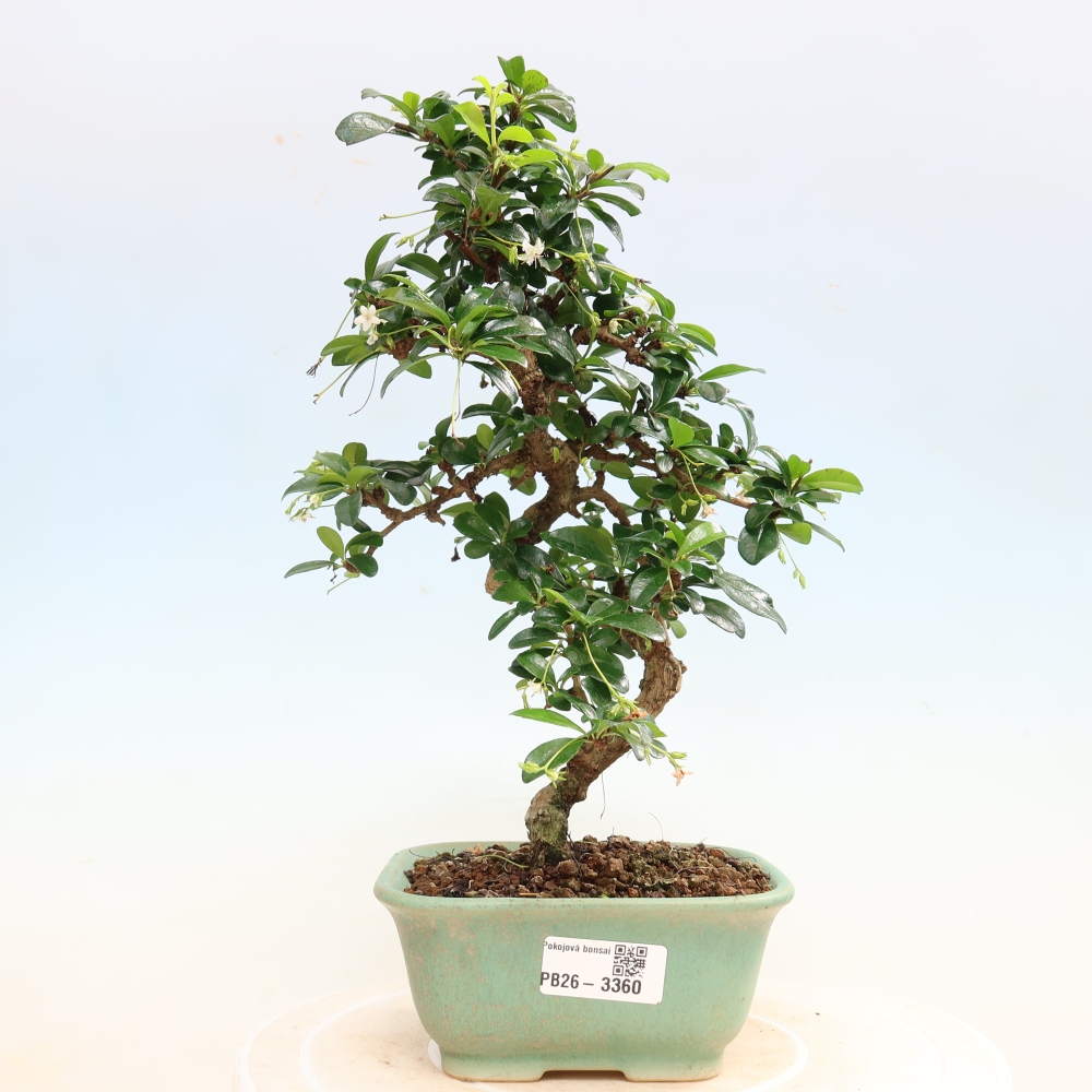 Zimmer-Bonsai - Carmona macrophylla - Tee-Fuki