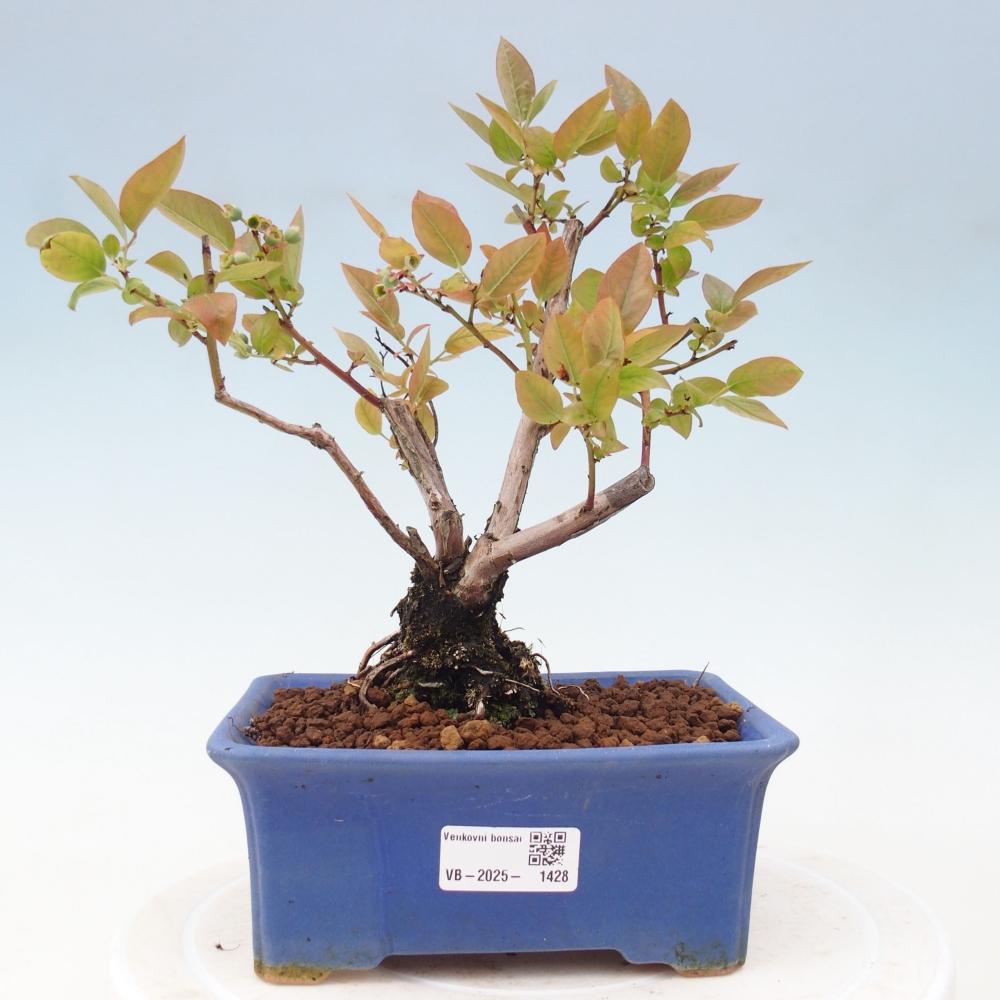 Outdoor-Bonsai - Kanadische Blaubeere - Vaccinium corymbosum