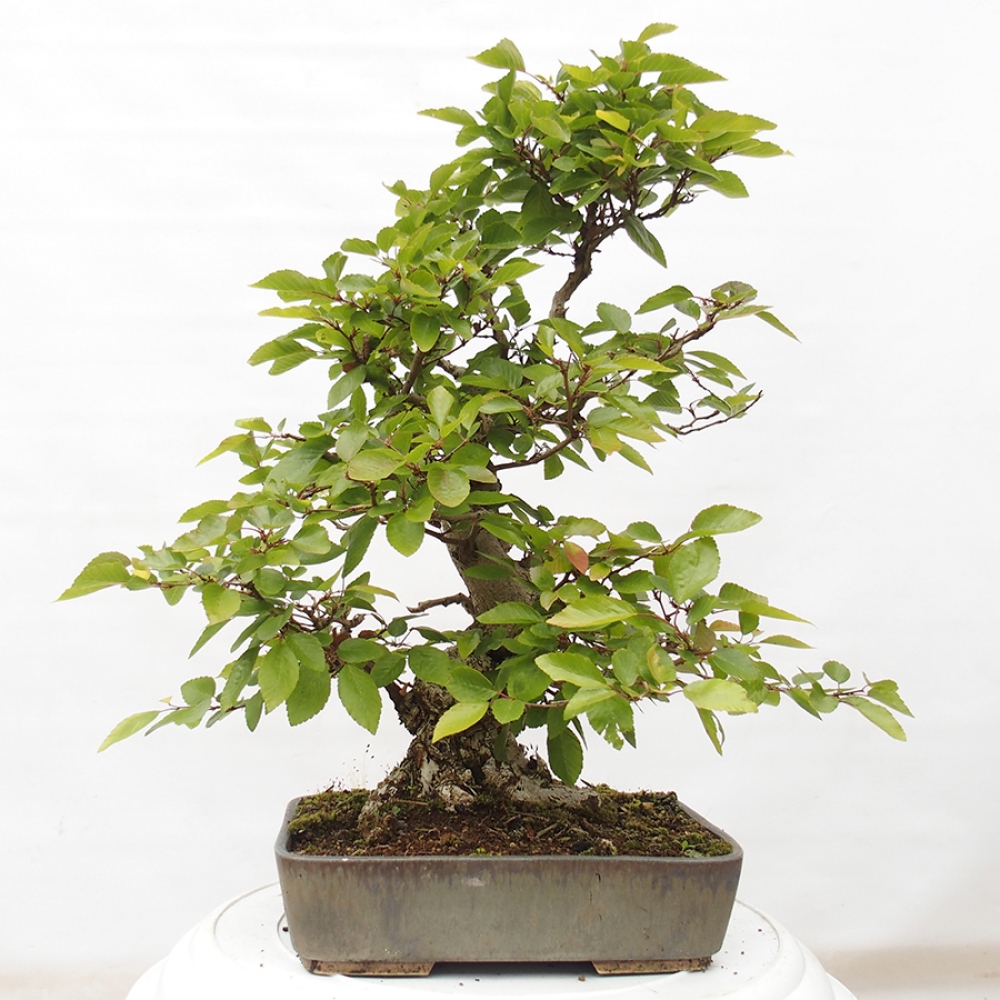 Bonsai im Freien -Carpinus CARPINOIDES - Koreanische Hainbuche
