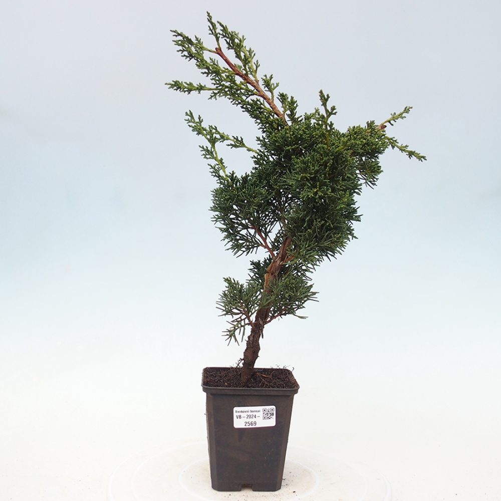Outdoor-Bonsai - Juniperus chinensis Kishu - Chinesischer Wacholder