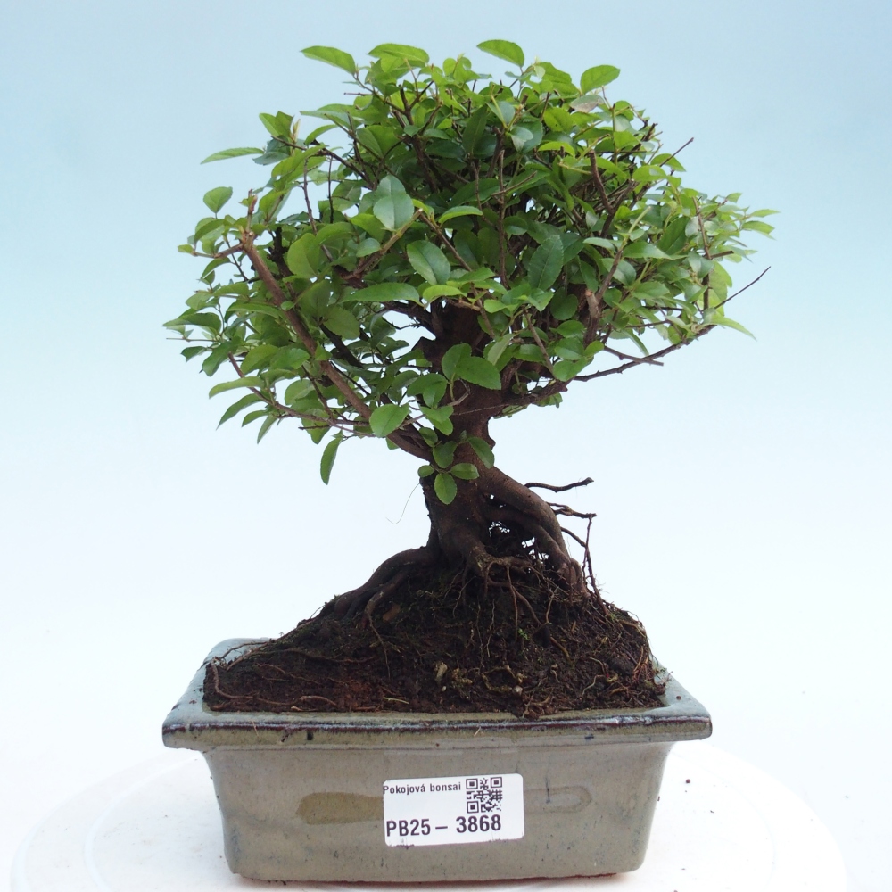 Zimmer Bonsai - Sageretia thea - Sageretia thea