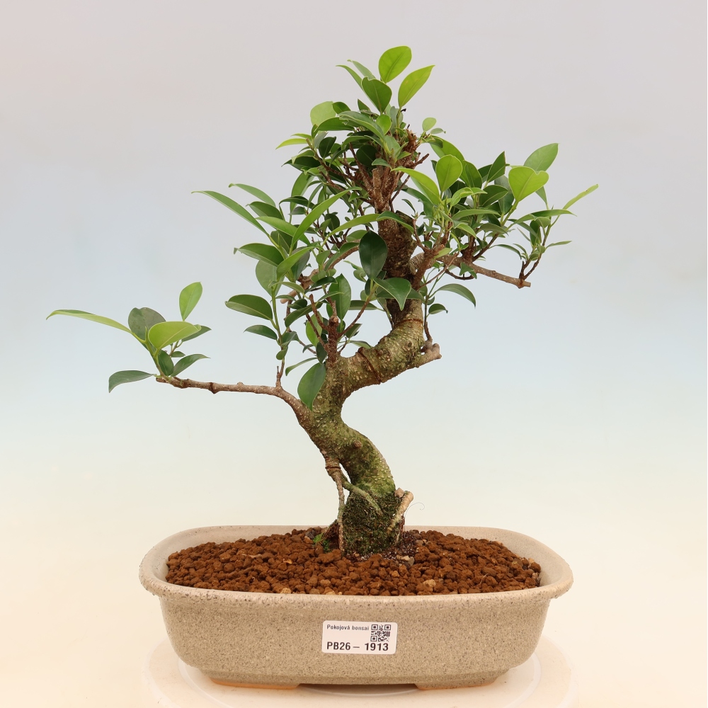 Zimmerbonsai - Ficus kimmen - Kleinblättriger Ficus