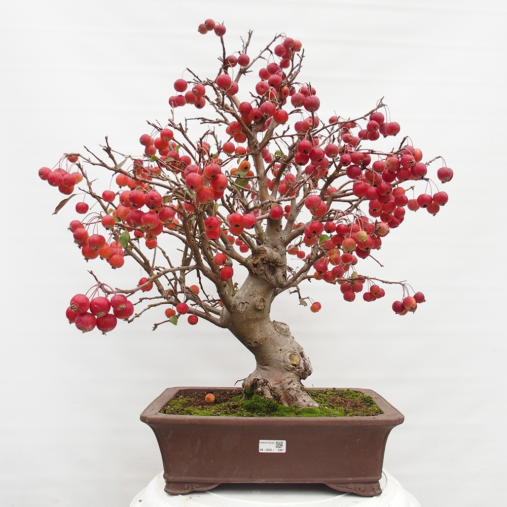 Bonsai im Freien - Malus halliana - Kleinfruchtiger Apfelbaum