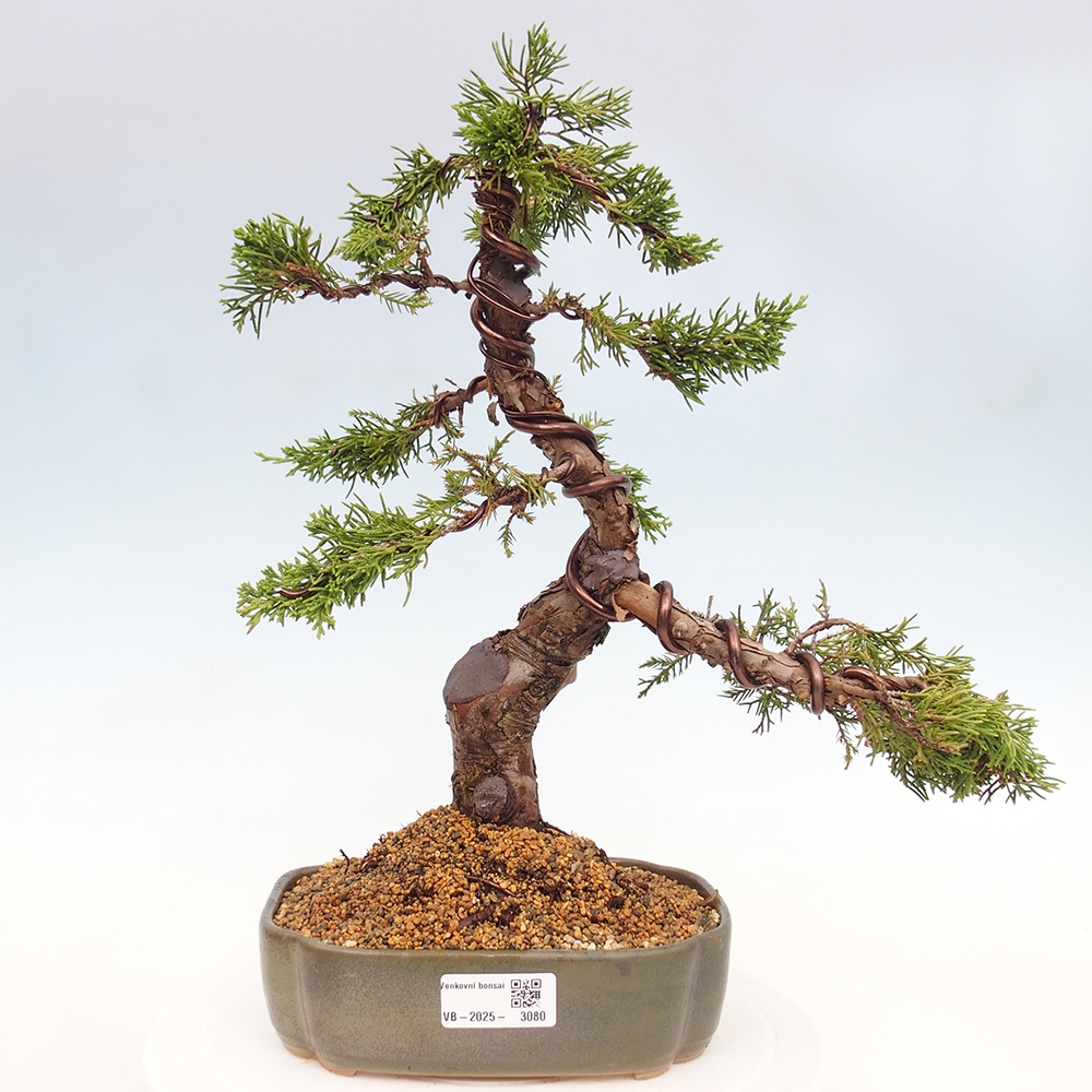 Outdoor bonsai - Juniperus chinensis Itoigawa - Chinese juniper
