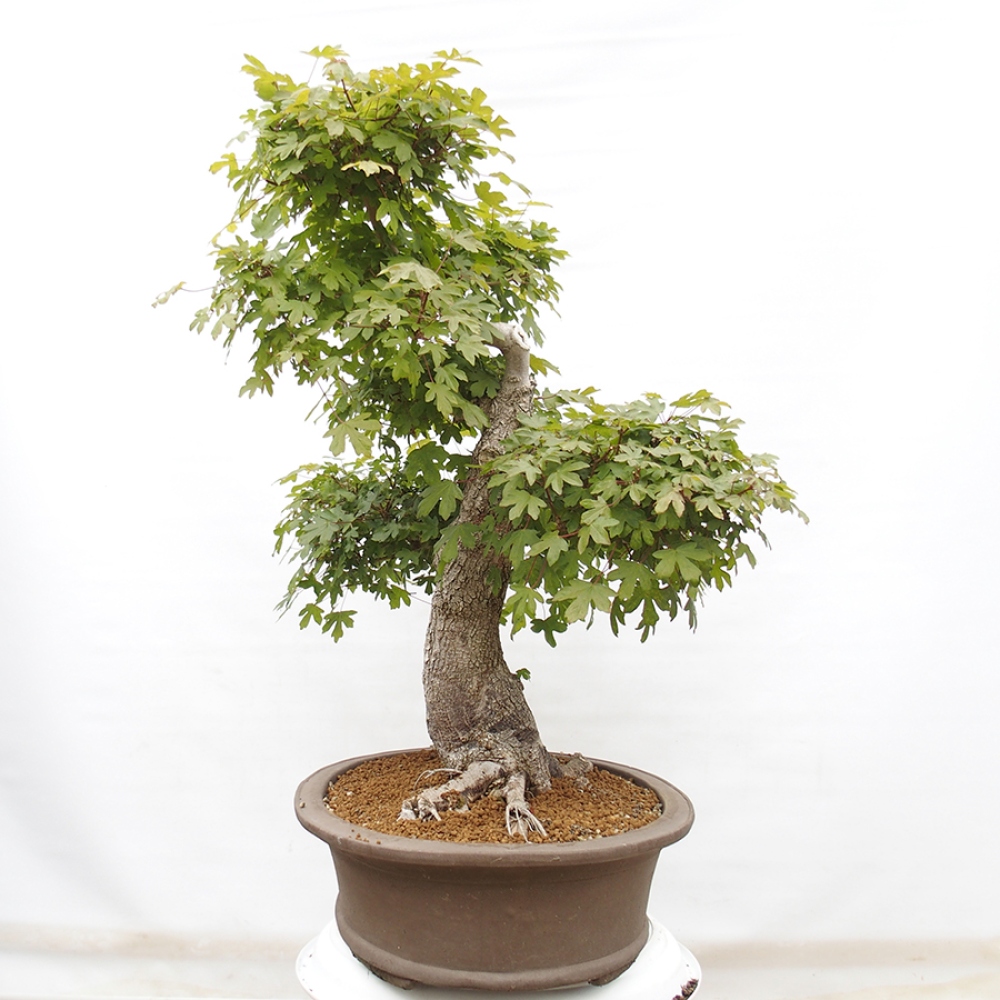 Bonsai im Freien - Französischer Ahorn - Acer Nonspessulanum