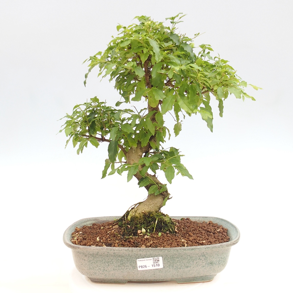 Zimmer Bonsai -Ligustrum chinensis - Vogelschnabel