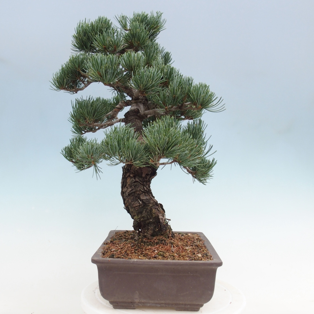 Bonsai im Freien - Pinus parviflora - kleine Kiefer