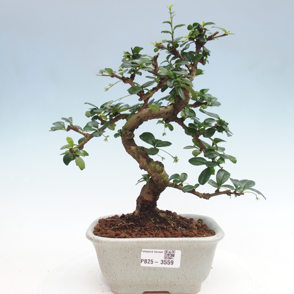 Zimmer-Bonsai - Carmona macrophylla - Tee-Fuki