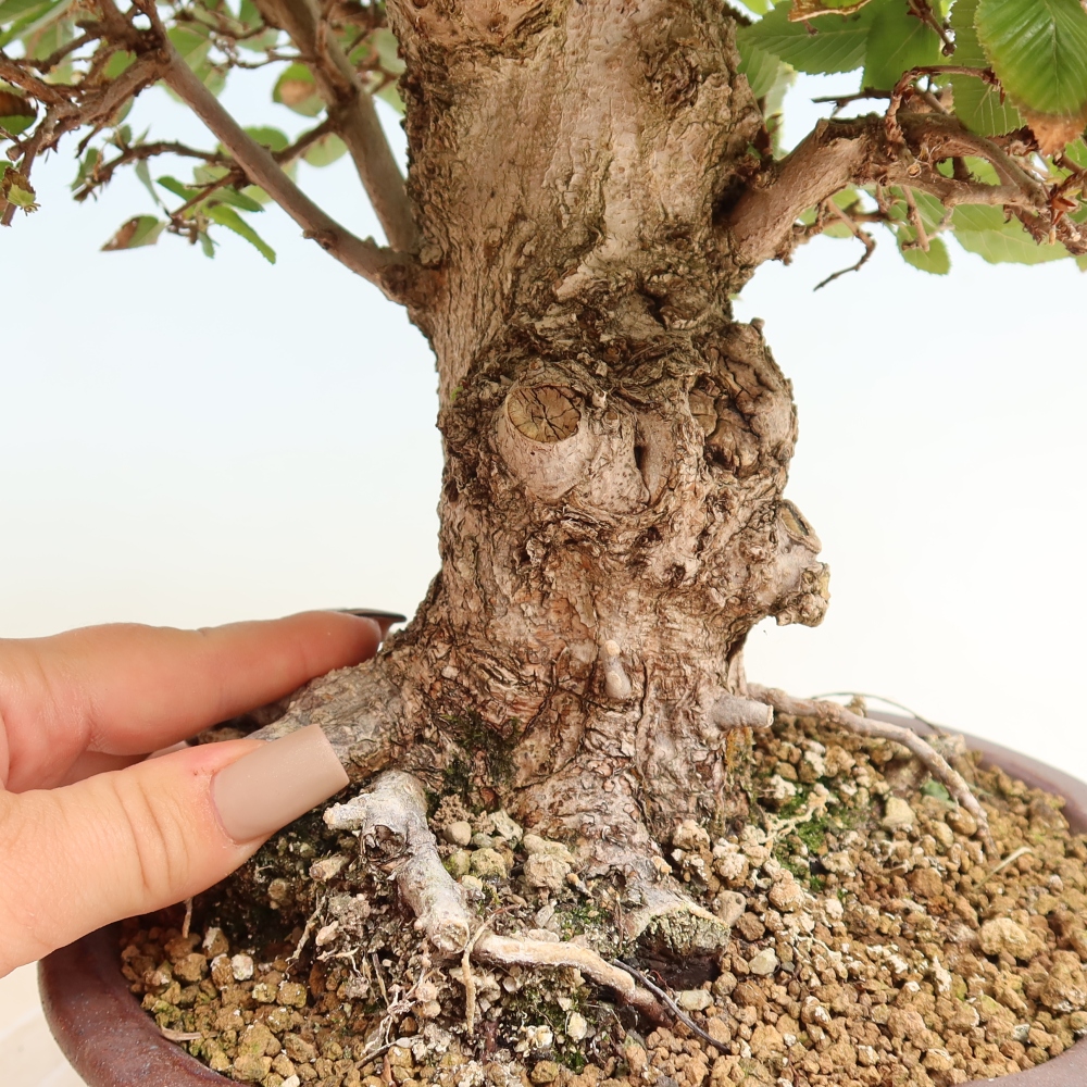 Bonsai für draußen -Carpinus CARPINOIDES - Koreanische Hainbuche