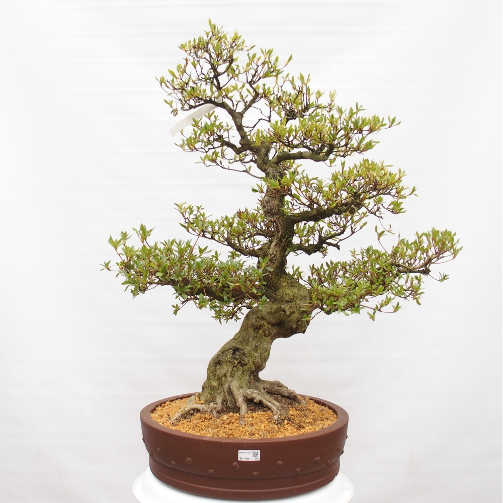 Bonsai für draußen - Japanische Azalee - Azalee Kotobukietsu