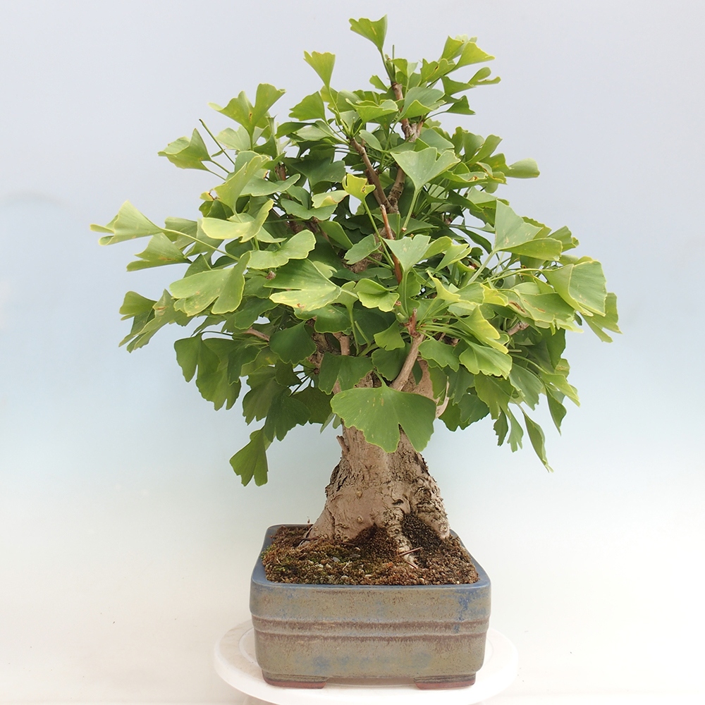 Bonsai im Freien - Jinan biloba - Ginkgo biloba