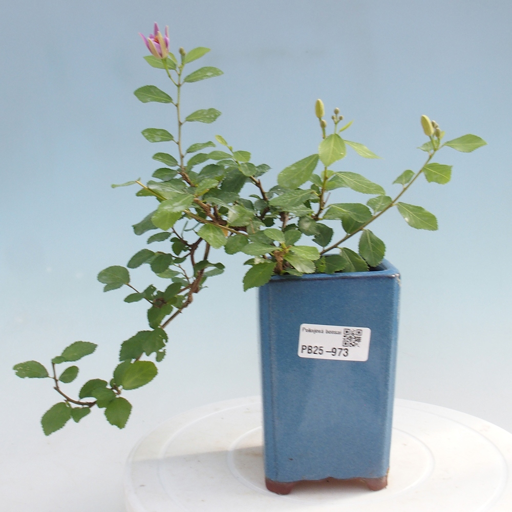 Zimmerbonsai - Grewia occidentalis - Lavendelstern