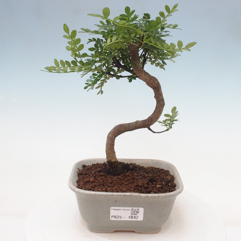 Indoor-Bonsai - Zantoxylum piperitum - Pfefferminze