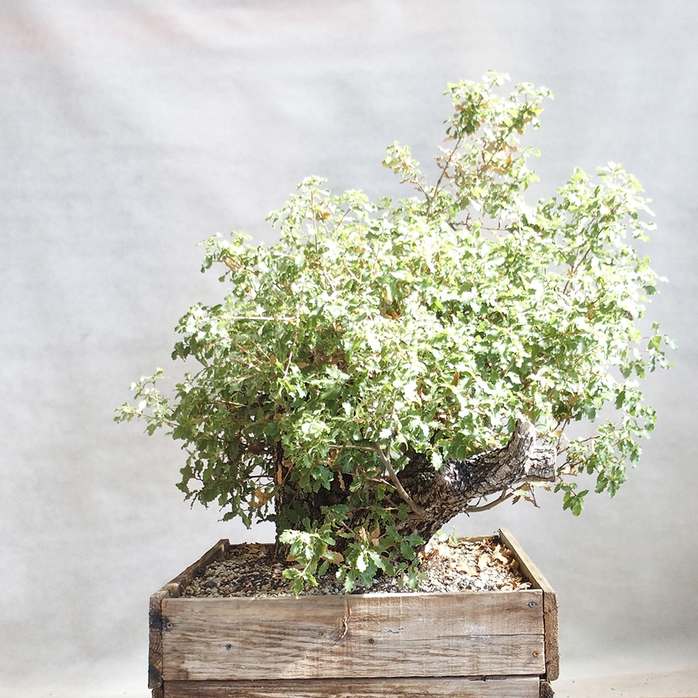 Freilandbonsai Quercus Cerris - Eiche Cer