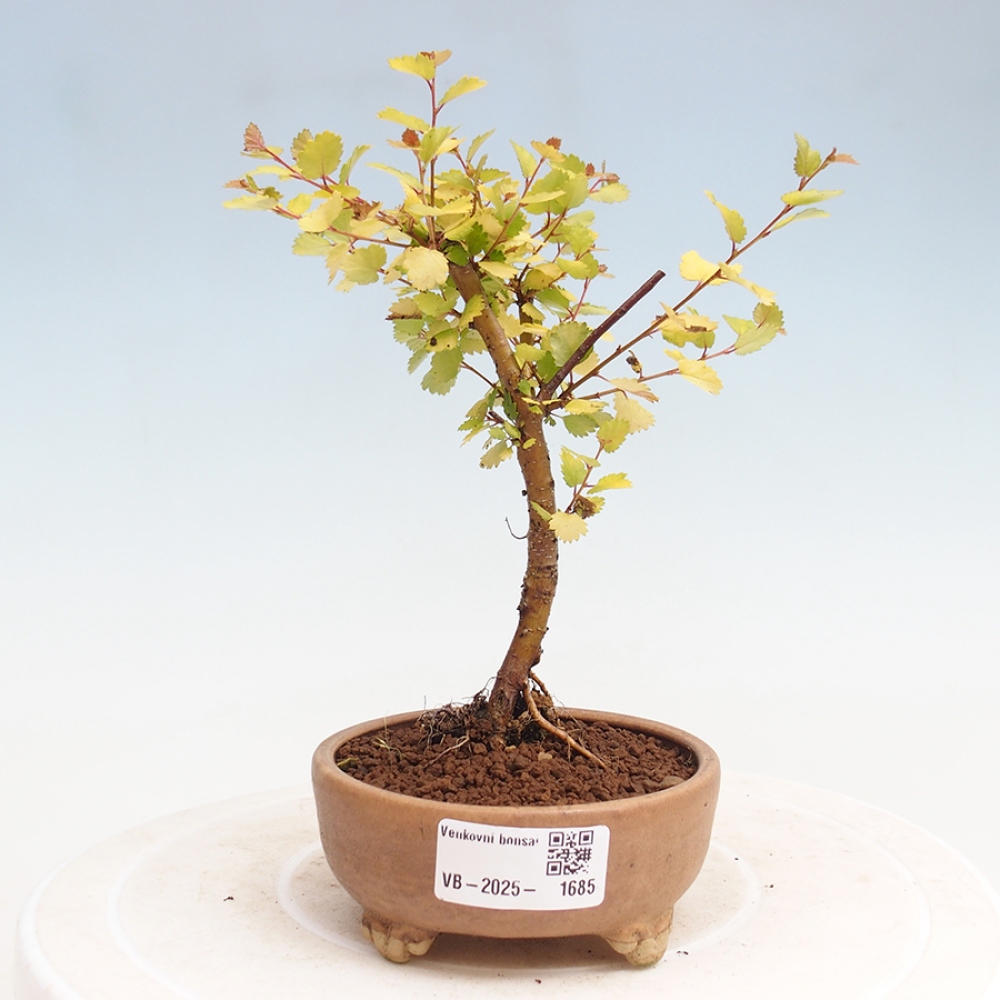 Bonsai im Freien - Zwergbirke - Betula NANA Treasure
